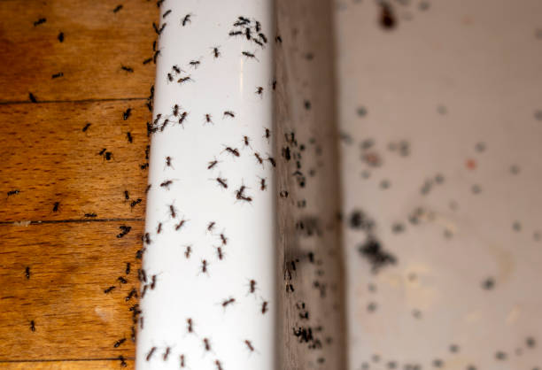  Otis Orchards East Farms, WA Pest Control Pros