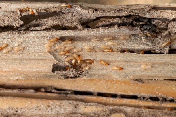 Best Best Pest Control Companies  in Otis Orchards East Farms, WA